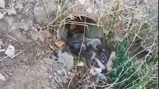 Elazığ'da yaralı halde bulunan köpek itfaiye ekipleri tarafından kurtarıldı