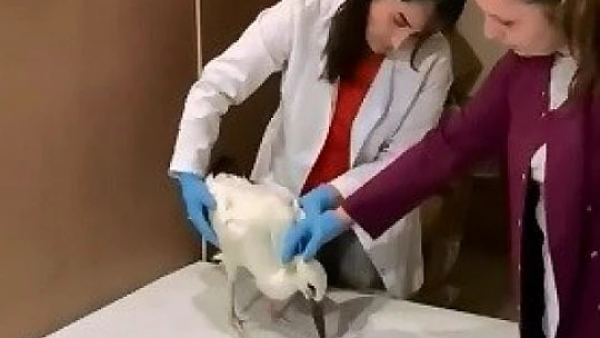 Elazığ'da yaralı halde bulunan leylek, tedavi altına alındı