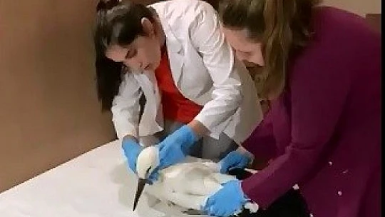 Elazığ'da yaralı halde bulunan leylek, tedavi altına alındı