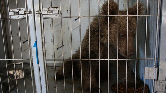 Elazığ'da yaralı yavru ayı, sağlığına kavuştu