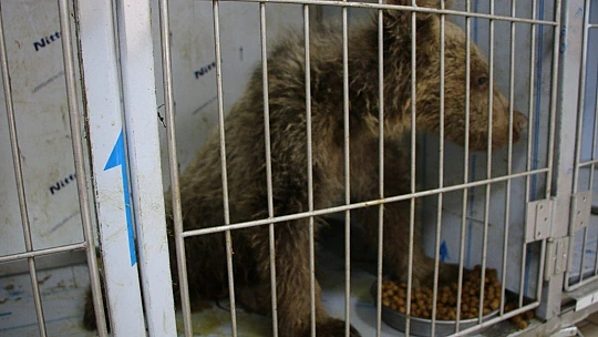 Elazığ'da yaralı yavru ayı, sağlığına kavuştu
