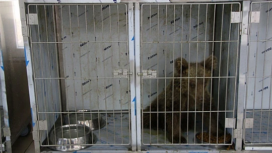 Elazığ'da yaralı yavru ayı, sağlığına kavuştu