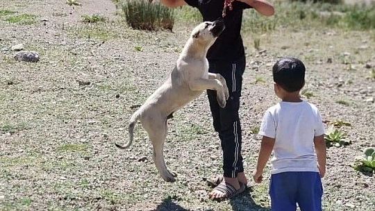 Elazığ'da yaylacılar dönüş hazırlığına başladı