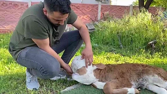 Elazığ'da yeni doğan buzağı şoke etti