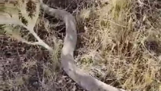 Elazığ'da yılanın fareyi yutma anı kameralarda