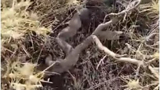 Elazığ'da yılanın fareyi yutma anı kameralarda