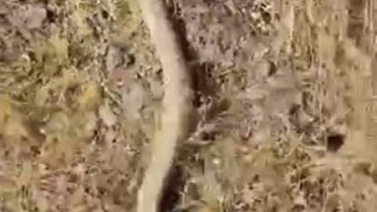 Elazığ'da yılanın fareyi yutma anı kameralarda