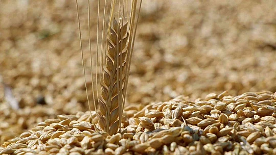 Elazığ'da yılın ilk arpa hasadı gerçekleştirildi