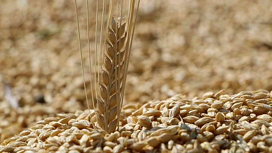 Elazığ'da yılın ilk arpa hasadı gerçekleştirildi