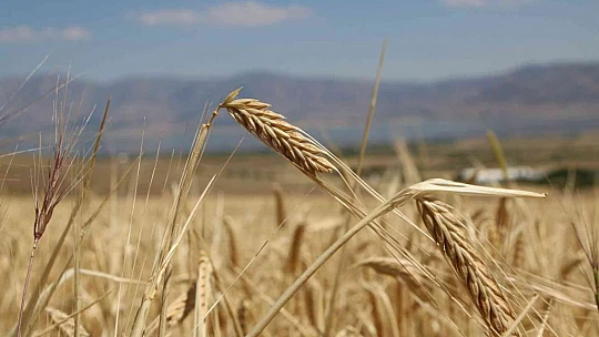 Elazığ'da yılın ilk arpa hasadı gerçekleştirildi