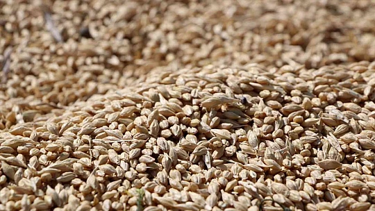Elazığ'da yılın ilk arpa hasadı gerçekleştirildi