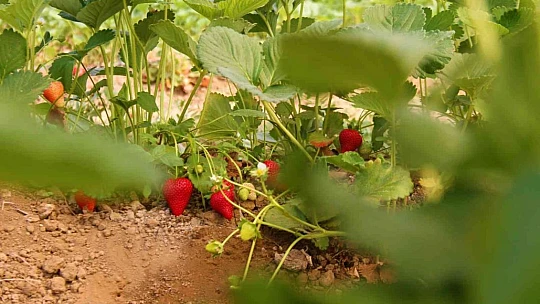 Elazığ'da yılın ilk örtü altı çilek hasadı başladı