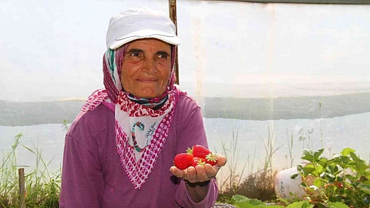 Elazığ'da yılın ilk örtü altı çilek hasadı başladı