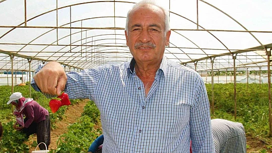 Elazığ'da yılın ilk örtü altı çilek hasadı başladı