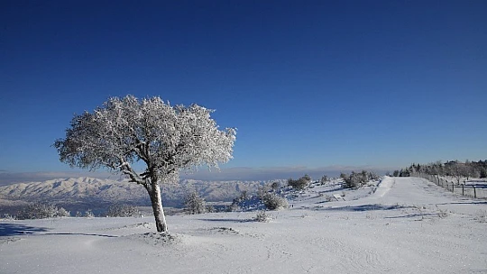 Elazığ'da yoğun kar yağışı, 269 köy yolunu kapattı