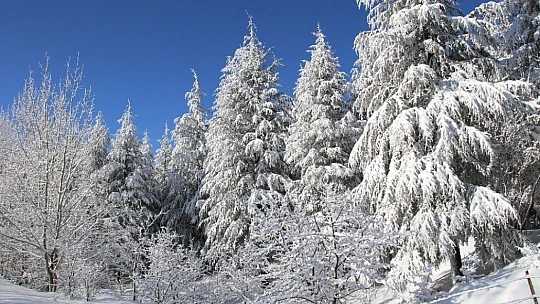 Elazığ'da yoğun kar yağışı, 269 köy yolunu kapattı