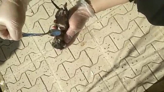Elazığ'da yürekleri ısıtan görüntü: Yavru kedi kalp masajı ile hayata döndü
