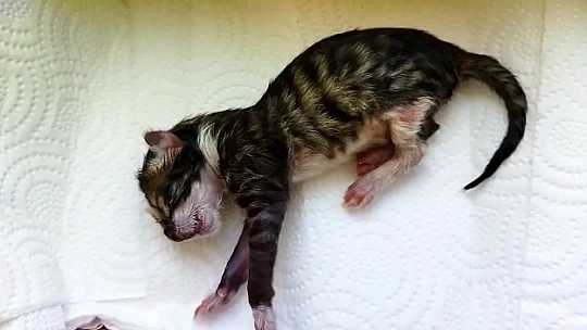 Elazığ'da yürekleri ısıtan görüntü: Yavru kedi kalp masajı ile hayata döndü