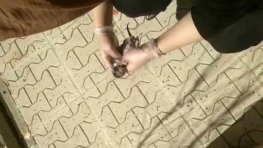 Elazığ'da yürekleri ısıtan görüntü: Yavru kedi kalp masajı ile hayata döndü