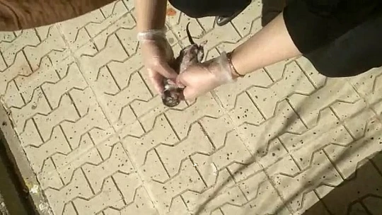 Elazığ'da yürekleri ısıtan görüntü: Yavru kedi kalp masajı ile hayata döndü