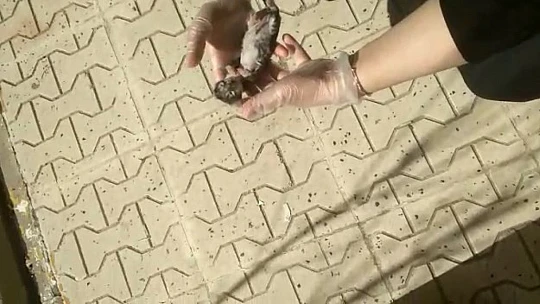 Elazığ'da yürekleri ısıtan görüntü: Yavru kedi kalp masajı ile hayata döndü