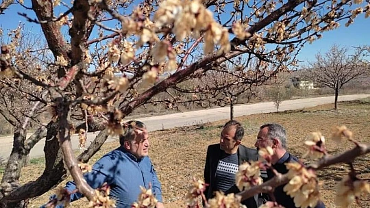 Elazığ'da zirai don nedeniyle hasar tespit çalışmaları başladı