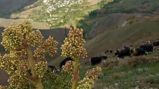 Elazığ'da zorlu ışkın mesaisi sürüyor