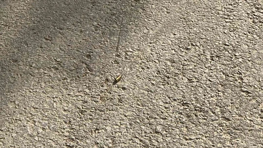 Elazığ'daki 1 kişinin ağır yaralandığı silahlı kavgada 2 şahıs gözaltına alındı