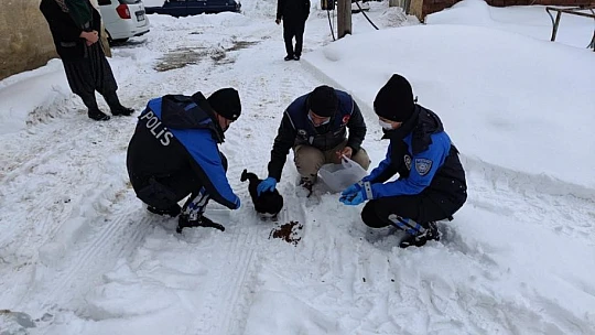 Elazığ HAYDİ ekibi sokak hayvanlarını unutmadı