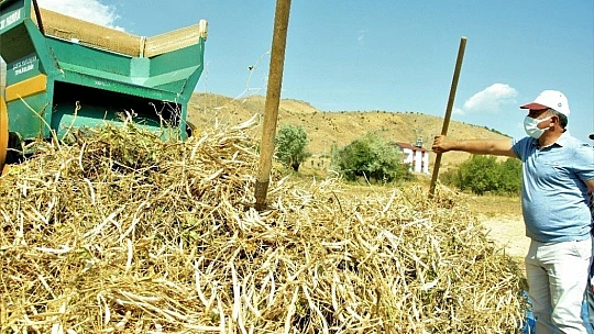 Elazığ'ın 'Bermaz Ovası'nda kuru fasulye hasadı