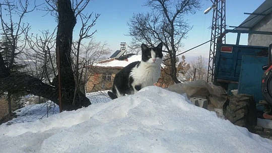 Elazığ'ın bu köyünde sadece 9 kişi yaşıyor