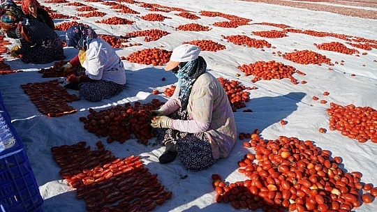 Elazığ'ın domatesi kurutulup dünyaya gönderiliyor