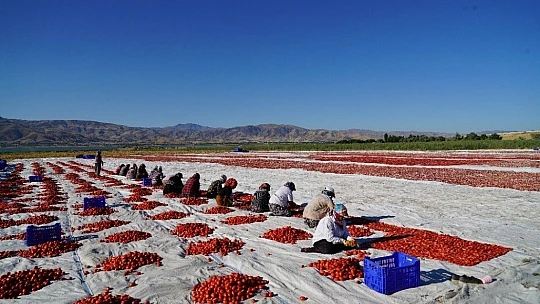 Elazığ'ın domatesi kurutulup dünyaya gönderiliyor