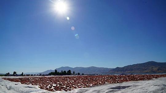 Elazığ'ın domatesi kurutulup dünyaya gönderiliyor