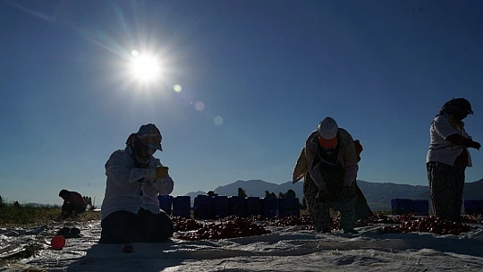 Elazığ'ın domatesi kurutulup dünyaya gönderiliyor