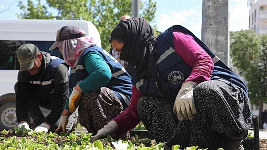 Elazığ, kadın eliyle güzelleşiyor