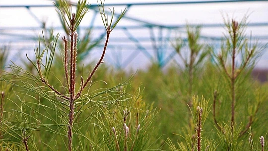 Elazığ Orman Bölge Müdürü Çetiner, yıl boyunca yaptıkları çalışmaları anlattı