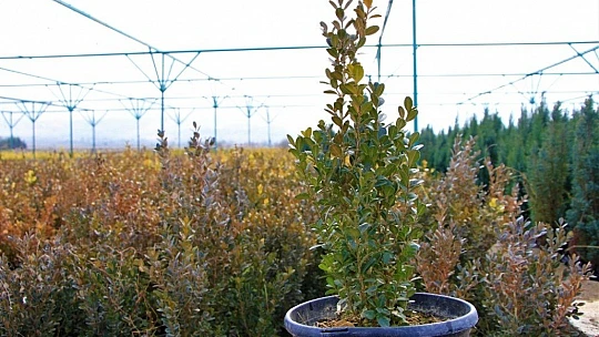 Elazığ Orman Bölge Müdürü Çetiner, yıl boyunca yaptıkları çalışmaları anlattı