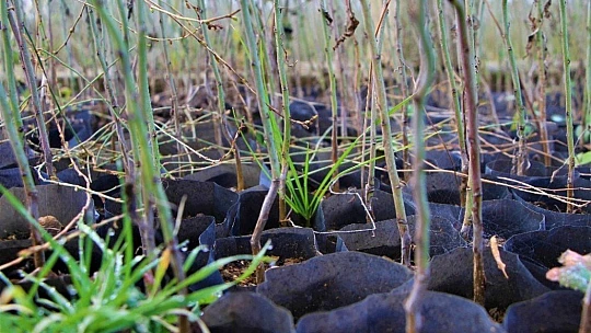 Elazığ Orman Bölge Müdürü Çetiner, yıl boyunca yaptıkları çalışmaları anlattı