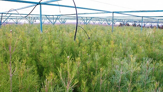Elazığ Orman Bölge Müdürü Çetiner, yıl boyunca yaptıkları çalışmaları anlattı