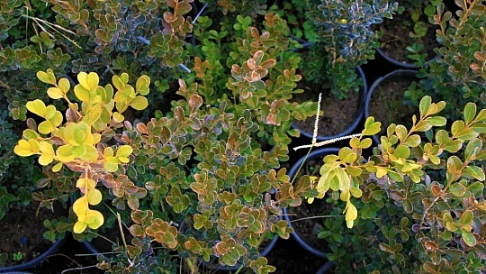 Elazığ Orman Bölge Müdürü Çetiner, yıl boyunca yaptıkları çalışmaları anlattı