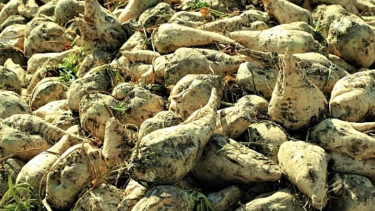 Elazığ Şeker Fabrikası pancar alım kampanyasını başlattı