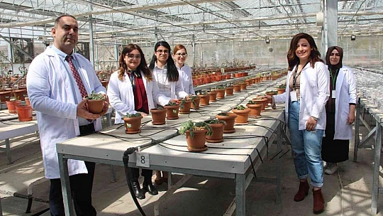 Endemik bitkiler laboratuvar ortamında çoğaltılıp doğaya kazandırıldı