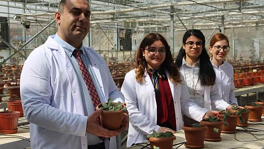 Endemik bitkiler laboratuvar ortamında çoğaltılıp doğaya kazandırıldı