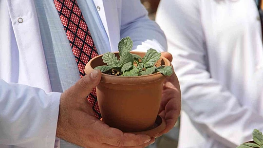 Endemik bitkiler laboratuvar ortamında çoğaltılıp doğaya kazandırıldı