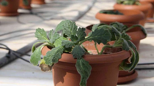 Endemik bitkiler laboratuvar ortamında çoğaltılıp doğaya kazandırıldı