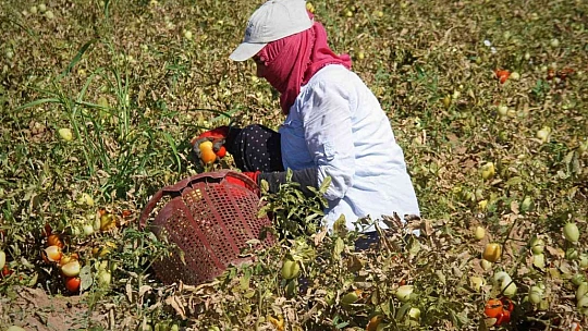 Fiyat farkını görenler neye uğradıklarını şaşırıyor: Domates tarlada 2 buçuk, markette 13 liraya satılıyor