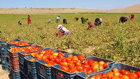 Fiyat farkını görenler neye uğradıklarını şaşırıyor: Domates tarlada 2 buçuk, markette 13 liraya satılıyor