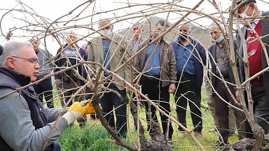 FÜ tarafından çiftçilere bağ budama eğitimi verildi