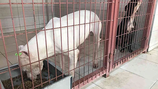 Geçici Hayvan Bakımevi Rehabilitasyon Merkezi'nde 5 yılda 8 bin hayvan tedavi edildi